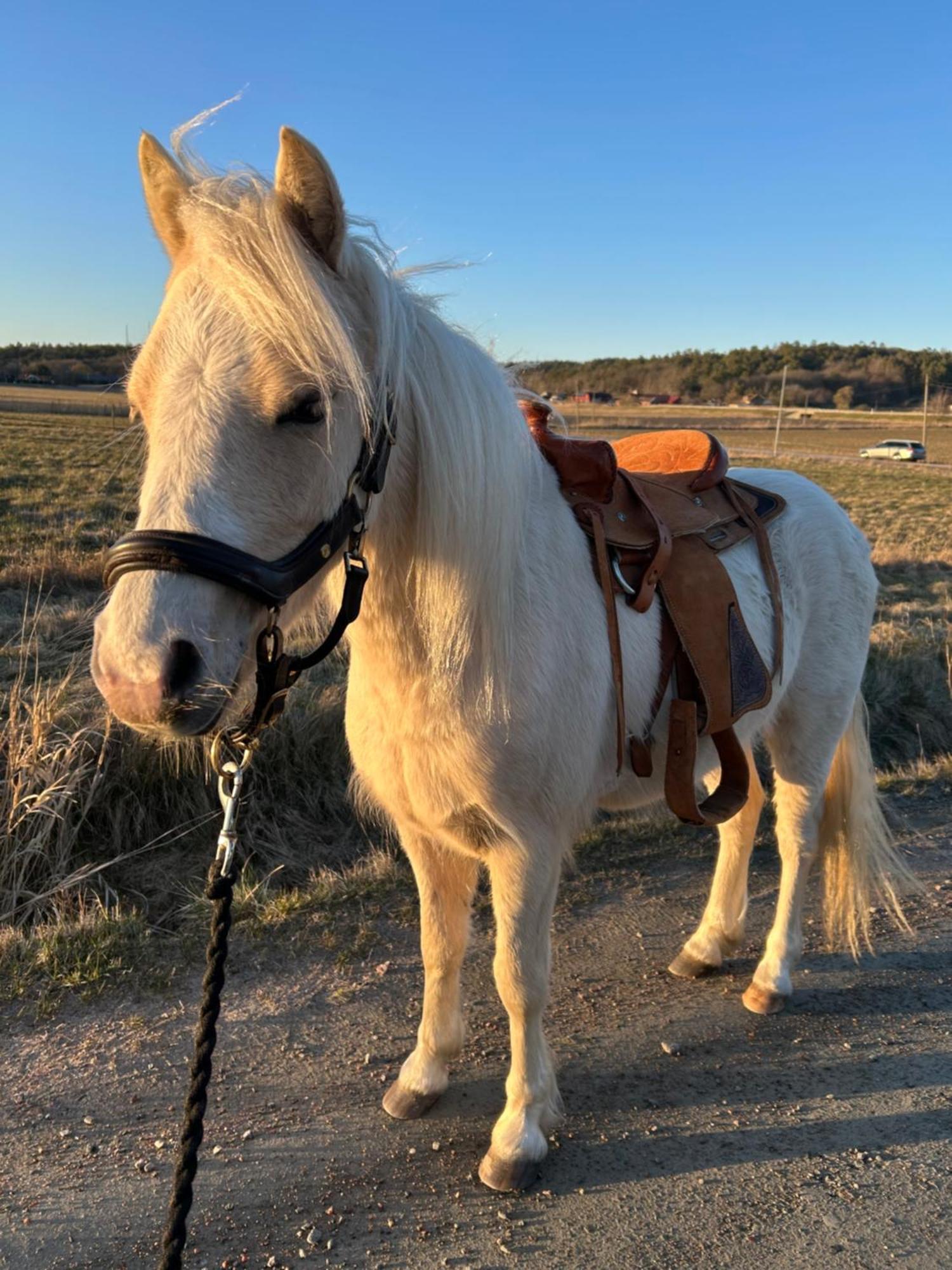 Johannas Ranch Saelen Rummet Ekenäs Exteriör bild